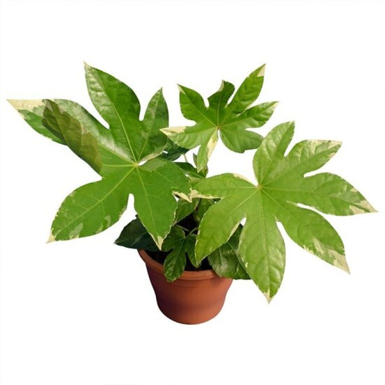 Monstera Siltepecana