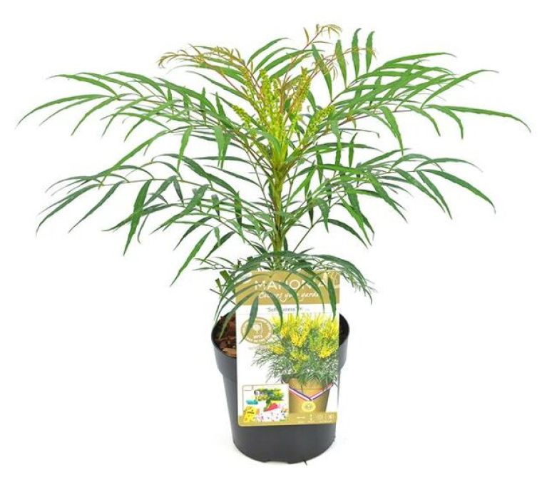 Hoya Krohniana Silver blad