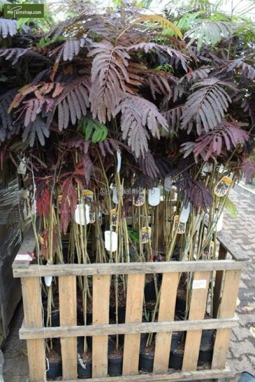 Scindapsus Treubii Dark