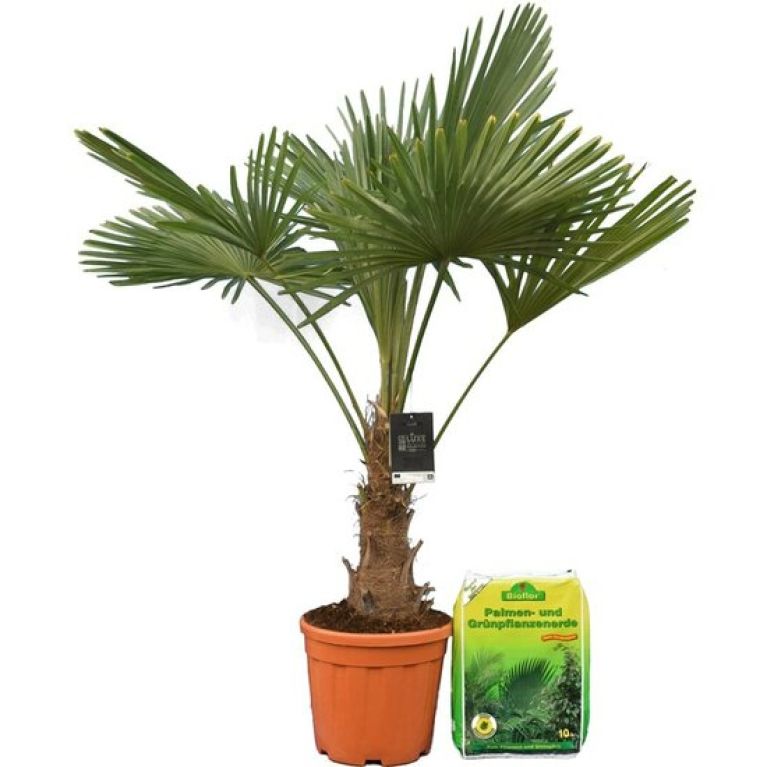 Alocasia Branchifolia Pink Passion blad