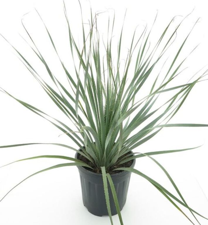 Alocasia Branchifolia Pink Passion blad