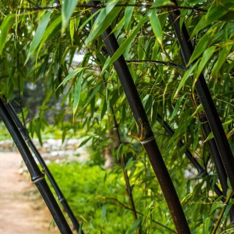 Philodendron Brandtianum