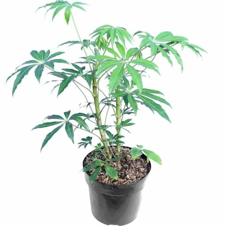 Monstera Siltepecana