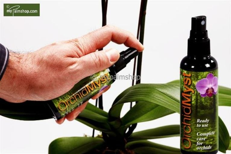 Monstera Siltepecana