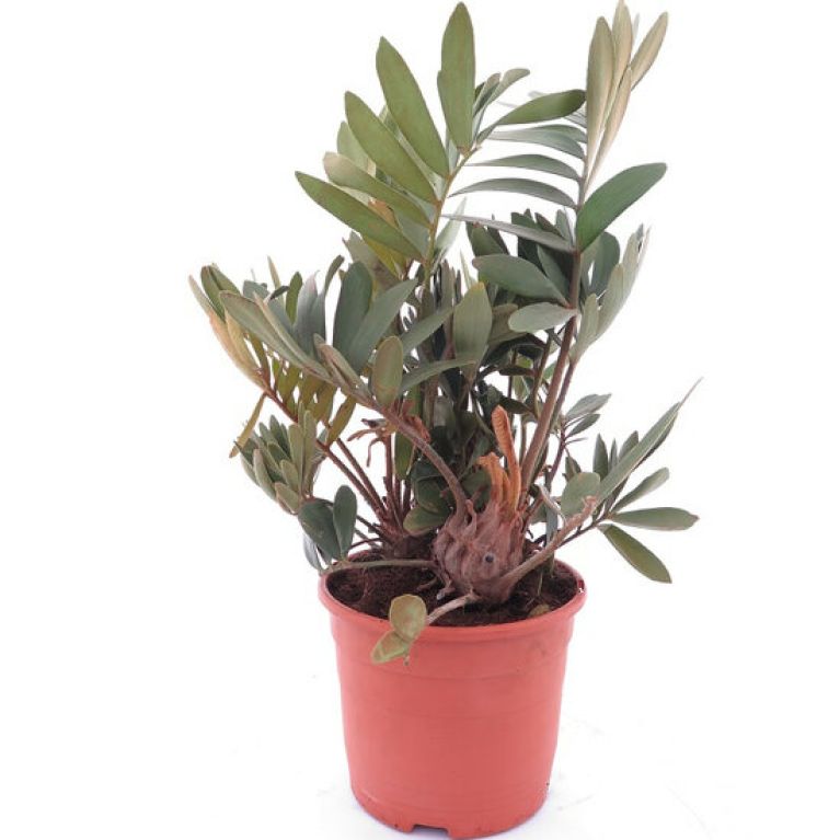 Epipremnum Pinnatum Global Green