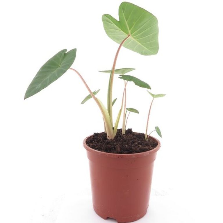 Monstera Siltepecana