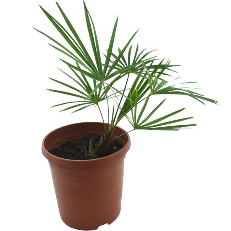 Alocasia Branchifolia Pink Passion blad