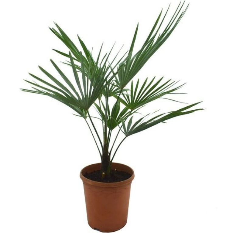 Syngonium Three Kings blad