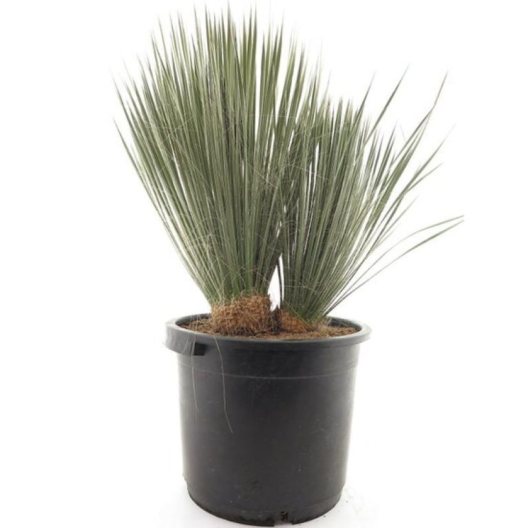 Syngonium Red Spot blad