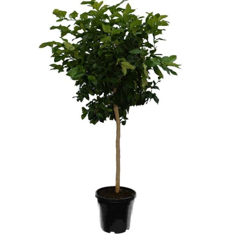 Scindapsus Treubii Dark