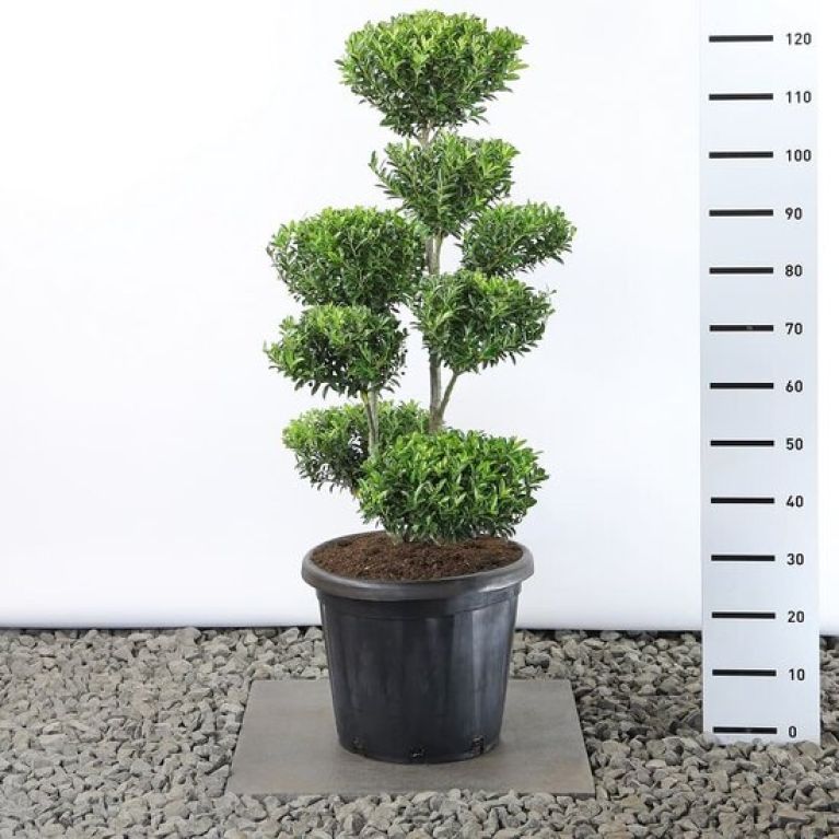 Epipremnum Pinnatum Global Green