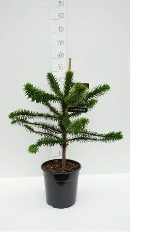 Marcgravia Sintenisii