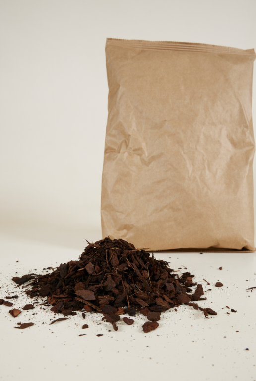 Hoya Krohniana Silver blad