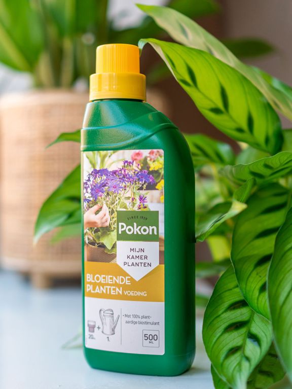 Engrais Pokon pour plantes fleuries d’intérieur – 500 ml