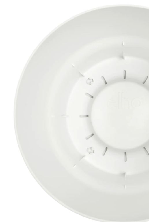 Hoya Krohniana Silver blad