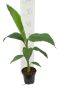 Epipremnum Pinnatum Global Green