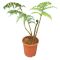 Epipremnum Pinnatum Global Green